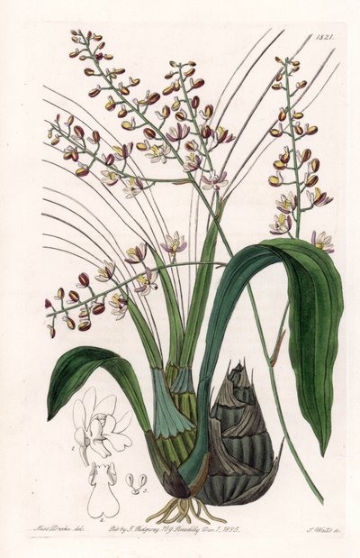 Orchidée : variété de eulophia - Gravure par S. Watts d