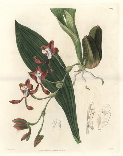 Orchidée Batemannia, originaire de Guyane - Gravure par S. Watts d
