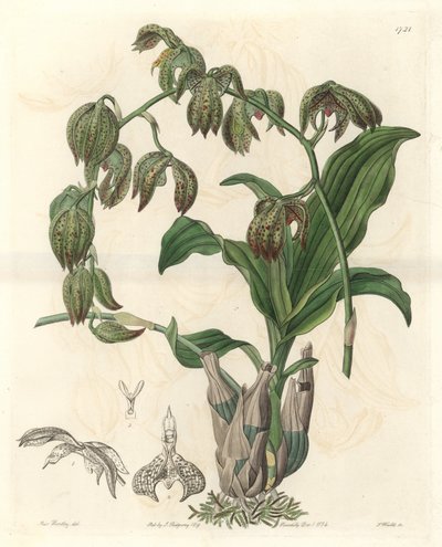 Orchidée Catasetum, originaire du Brésil - Sydenham Teast Edwards