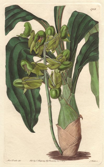Orchidée Catasetum, originaire du Brésil - Gravure de S. Watts d