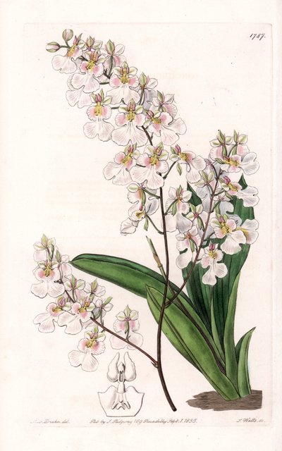 Orchidée Tolumnia pulchella, endémique de la Jamaïque - Gravure par S.Watts, d
