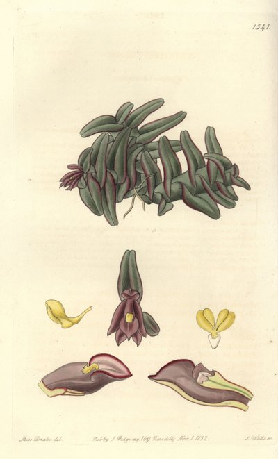 Orchidée epidendrum d