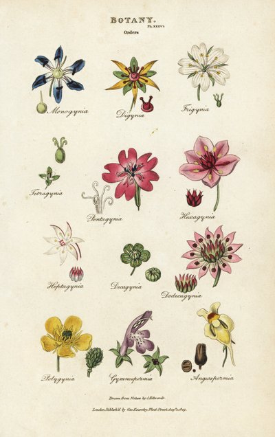 Ordres de fleurs : Monogynia, Digynia, Trigynia, Pentagynia, etc. - Sydenham Teast Edwards