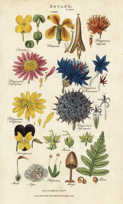 Ordres de fleurs : Siliculosa, Seliquosa, Polygamia, Monogamia, Filicus, Fungi, etc. - Sydenham Teast Edwards