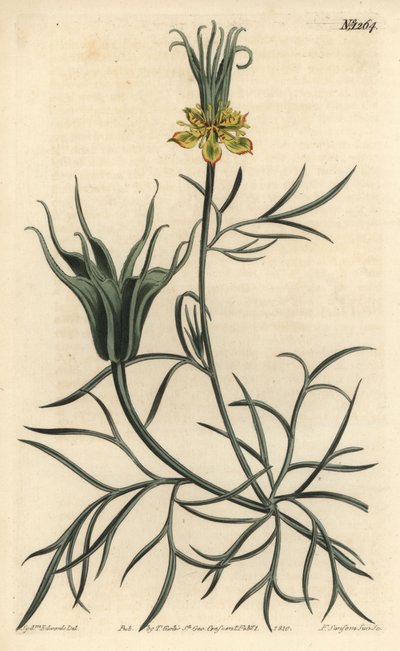 Nigelle orientale - Sydenham Teast Edwards