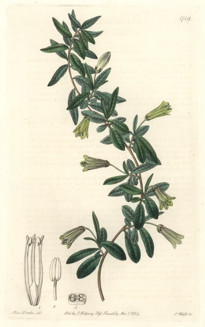Billardiera à feuilles ovales, originaire de Tasmanie (Australie) - Gravure de S. Watts d