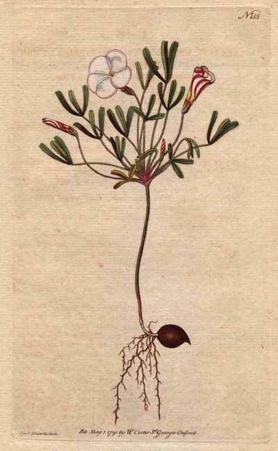 Oxalis versicolor - Sydenham Teast Edwards