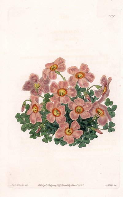 Oxalis variété - Gravure de S. Watts, d