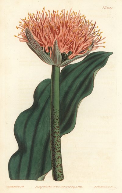 Lys pinceau, Scadoxus puniceus (Fleur de sang à feuilles ondulées, Haemanthus puniceus). Gravure à la main par F. Sansom Jr. d