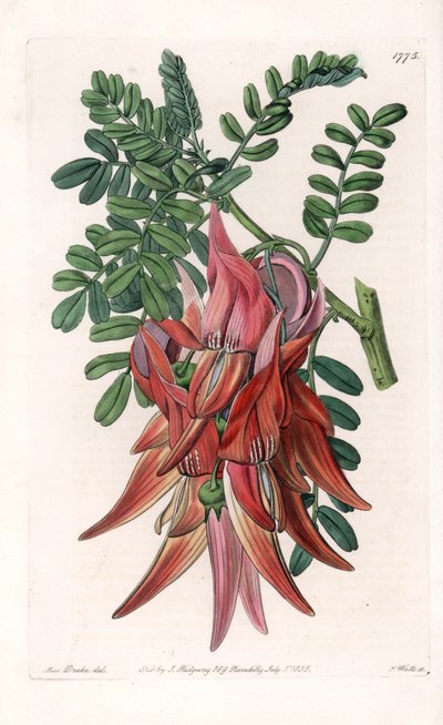 Bec de perroquet - Gravure par S. Watts d