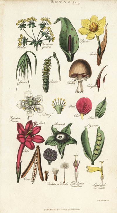 Parties de fleurs incluant pétale, nectaire, glume, graine, spathe, bractée, légume, etc. - Sydenham Teast Edwards