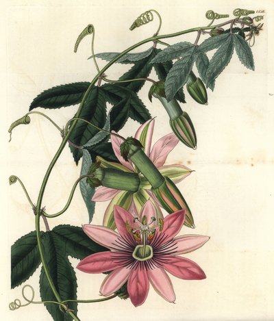 Variété de passiflore - Passiflora pinnatistipula - Sydenham Teast Edwards