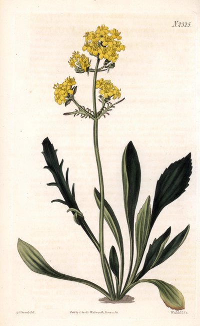 Patrinia sibirica (valériane altaïque, Valeriana ruthenica). Gravure à la main par Weddell d