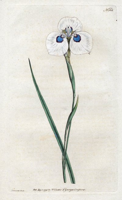 Iris paon - Sydenham Teast Edwards