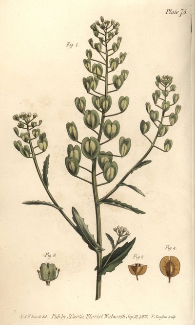 Tabouret des champs, Thlaspi arvense, Siliculosa - Sydenham Teast Edwards