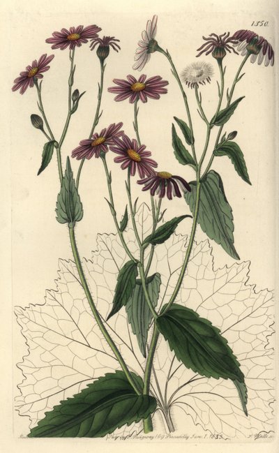 Pericallis tussilaginis (Séneçon à feuilles de tussilage, Senecio tussilaginis). Gravure sur cuivre coloriée à la main par S. Watts d