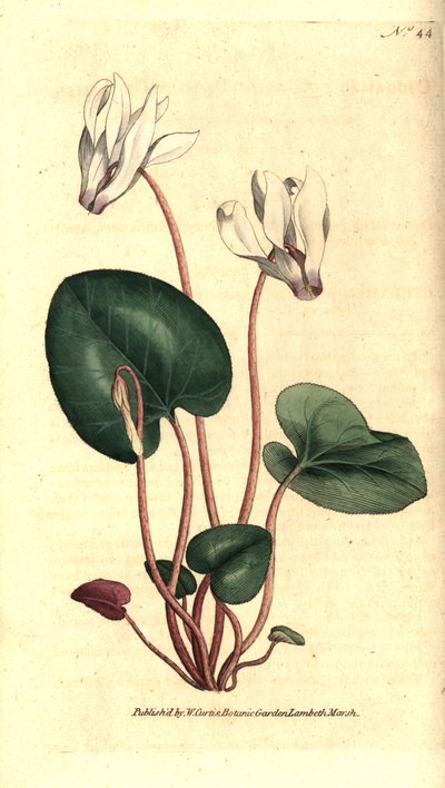 Cyclamen persan - Sydenham Teast Edwards