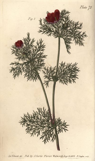 Œil de faisan, Adonis annua, Polygynia, fleur hermaphrodite à nombreux pistils - Sydenham Teast Edwards