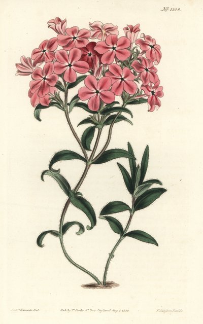 Phlox de la Caroline - Sydenham Teast Edwards