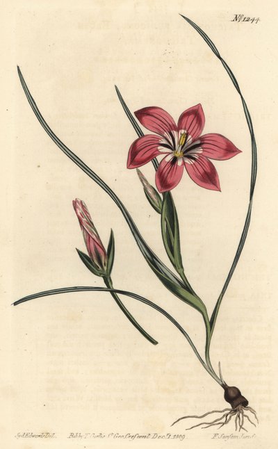 Romulea flava - Sydenham Teast Edwards