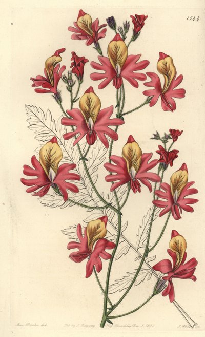 Orchidée du pauvre, Schizanthus grahamii - Sydenham Teast Edwards