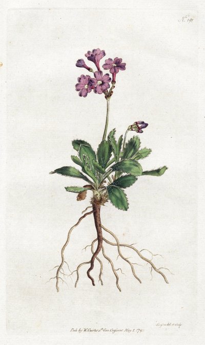 Primevère marginée - Lithographie par Sydenham Edwards, planche du Botanical Magazine de William Curtis - Sydenham Teast Edwards