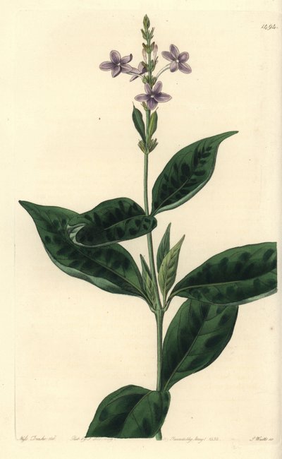 Pseuderanthemum faecundum - Sydenham Teast Edwards