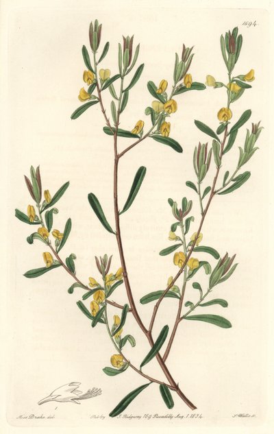 Pultanea flexilis, originaire d