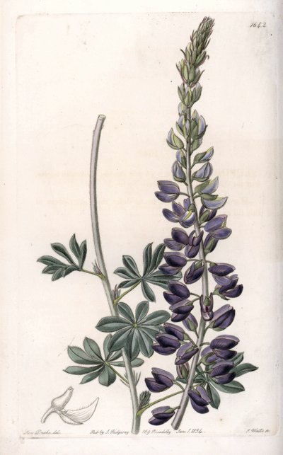 Lupin pourpre variété - Sydenham Teast Edwards