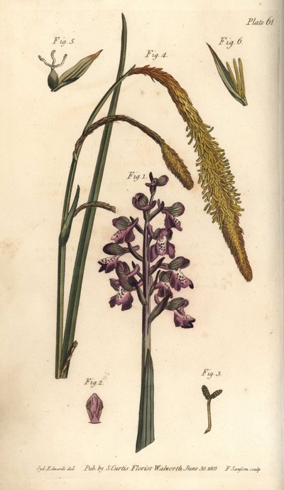 Orchidée pourpre, Orchis mascula, Gynandria - Sydenham Teast Edwards