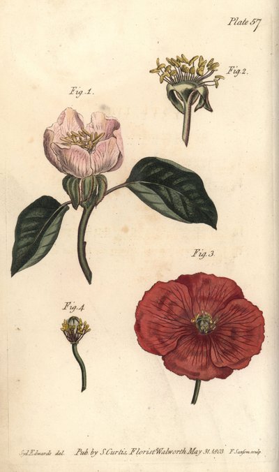 Fleur de coing, Cydonia oblonga, Icosandria - Sydenham Teast Edwards