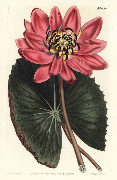 Lotus rouge, Nymphaea rubra - Sydenham Teast Edwards