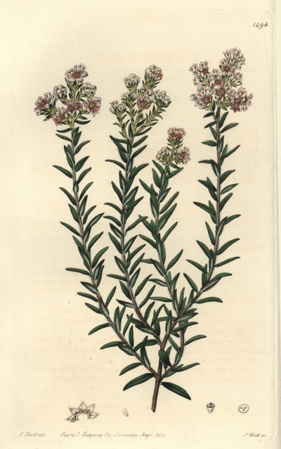 Soulangia rouge - Sydenham Teast Edwards