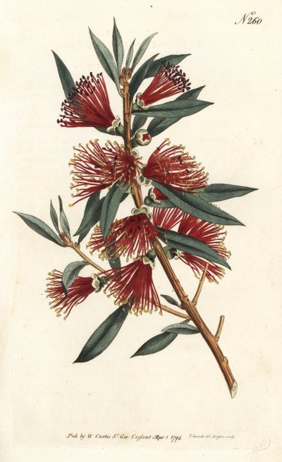 Rince-bouteille cramoisi - Sydenham Teast Edwards