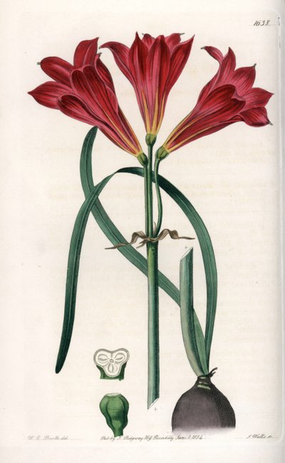 Rodophiale bifide - Sydenham Teast Edwards