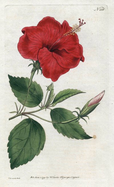 Rose de Chine - Sydenham Teast Edwards