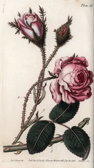 Rose, fleur de rose cent feuilles. Gravure sur cuivre coloriée, illustration de Sydenham Edwards (1768-1819) pour les conférences de botanique, jardin botanique de Lambeth (Angleterre) - Sydenham Teast Edwards