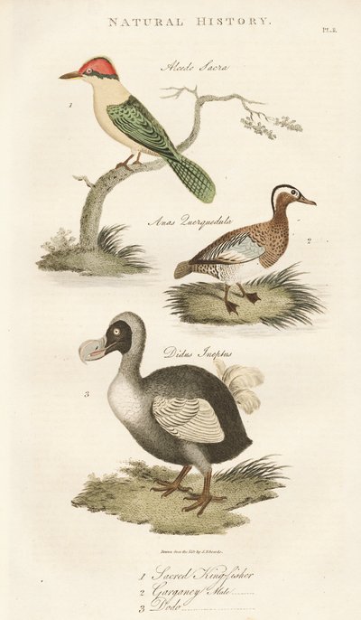 Martin-pêcheur sacré, Garganey et Dodo - Sydenham Teast Edwards