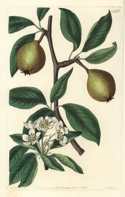 Poire à feuilles de sauge - Pyrus salviifolia - Sydenham Teast Edwards