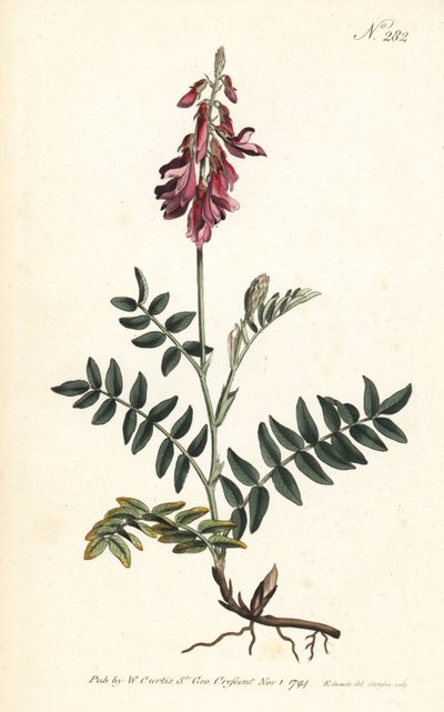 Sainfoin des Alpes - Sydenham Teast Edwards