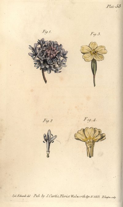 Fleur de scabieuse, Scabiosa atropurpurea, Tetrandria - Sydenham Teast Edwards
