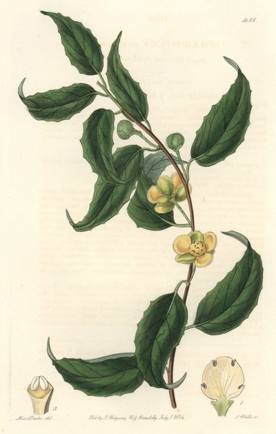 Schisandra à fleurs jaunes, originaire du Népal - Eau-forte par S. Watts d