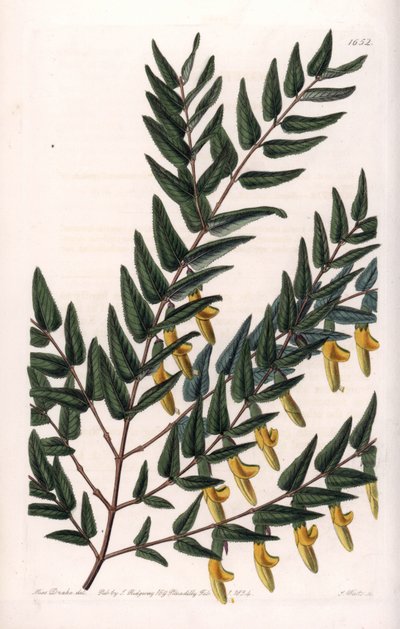 Scotia à branches lisses - Sydenham Teast Edwards