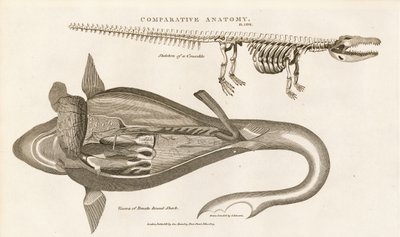 Anatomie du requin et squelette du crocodile - Sydenham Teast Edwards