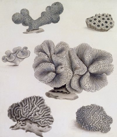 Coquillages et flore marine - Sydenham Teast Edwards