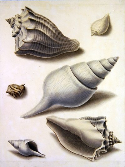 Coquillages et flore marine - Sydenham Teast Edwards