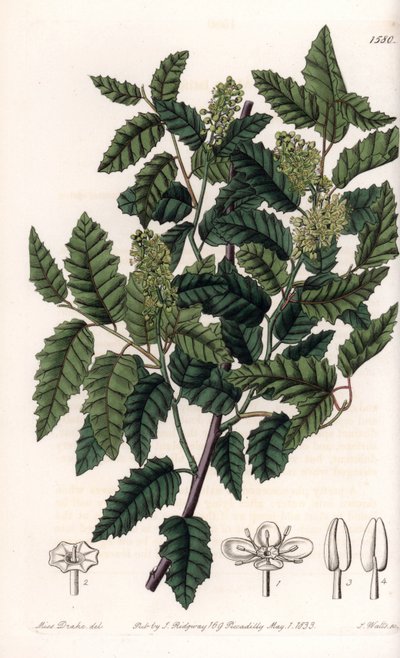 Arbuste Schinus latifolia, variété de poivre - Sydenham Teast Edwards