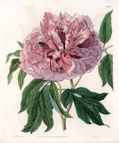 Pivoine arbustive ou pivoine des moutons - Gravure de S. Watts, d