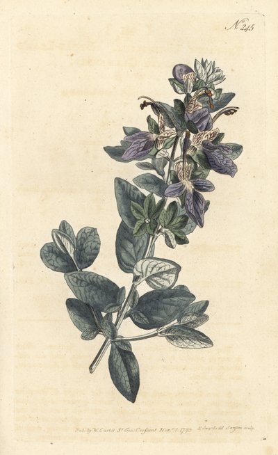 Germandrée arbustive, Teucrium fruticans - Sydenham Teast Edwards
