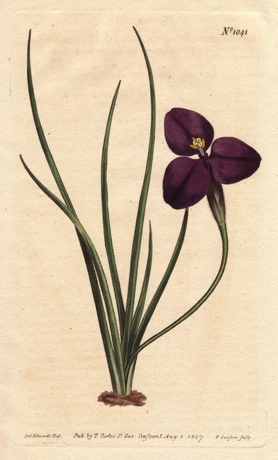 Patersonia soyeuse à fleur pourpre foncé - Sydenham Teast Edwards
